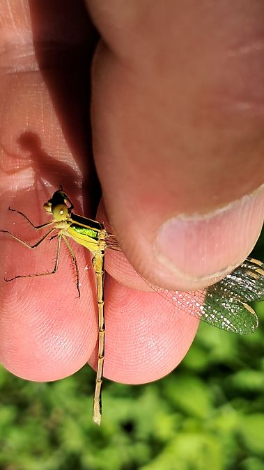 Lestes barbarus  - Roberto Fabbri