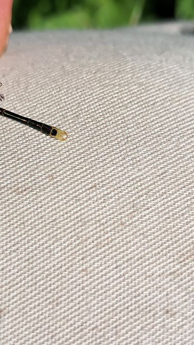 Lestes barbarus  - Roberto Fabbri