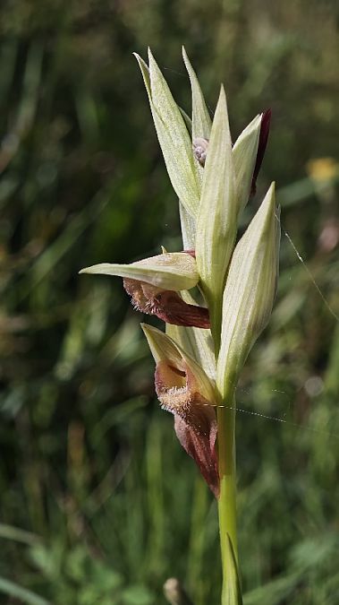 Serapias vomeracea  - Alain Bultez