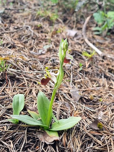 Ophrys fuciflora subsp. druentica  - Virgile Gazzaniga