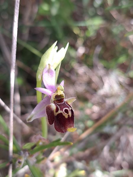 Ophrys fuciflora subsp. druentica  - Emmanuel Cosson