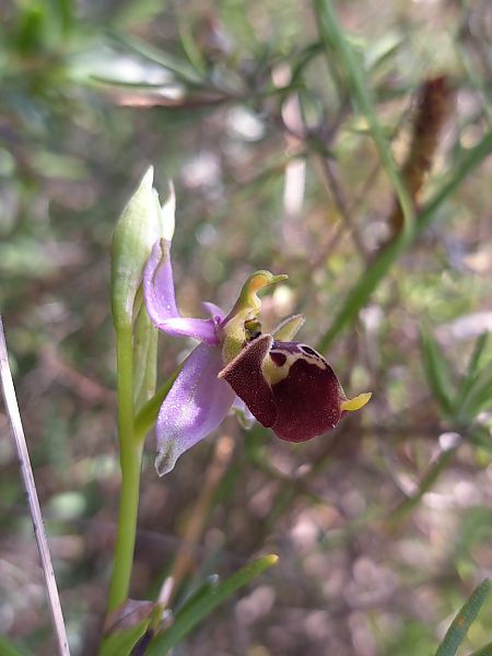 Ophrys fuciflora subsp. druentica  - Emmanuel Cosson