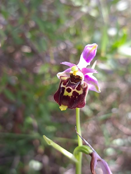 Ophrys fuciflora subsp. druentica  - Emmanuel Cosson
