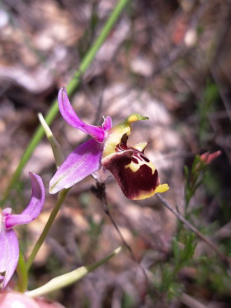 Ophrys fuciflora subsp. druentica  - Emmanuel Cosson