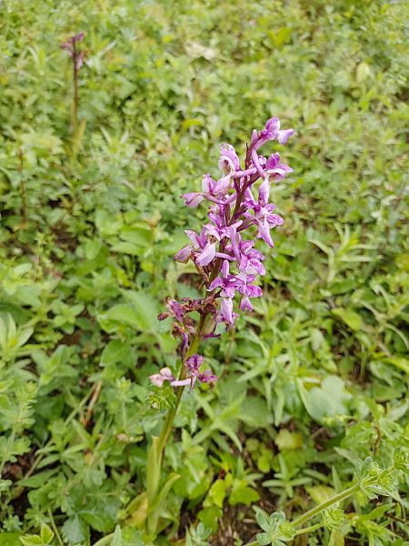 Orchis mascula 