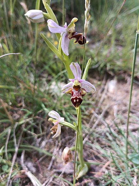 Ophrys fuciflora subsp. druentica  - Thomas Mathieu
