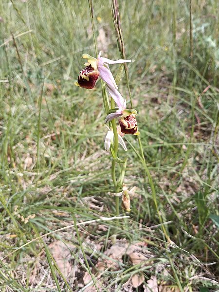 Ophrys fuciflora subsp. druentica  - Thomas Mathieu