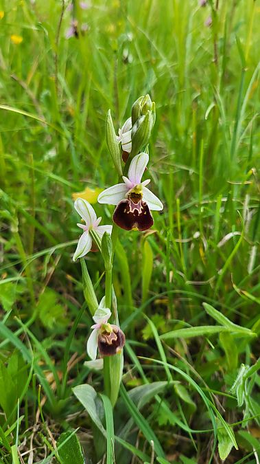 Ophrys fuciflora  - Christian Lenhard