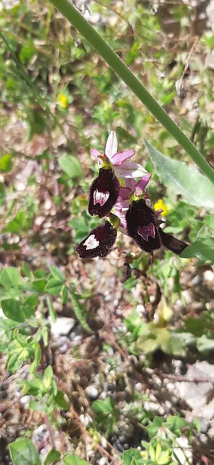 Ophrys aurelia  - Romain Sauvan