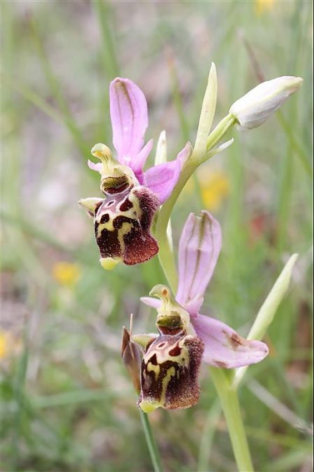 Ophrys fuciflora subsp. druentica  - Richard Fay