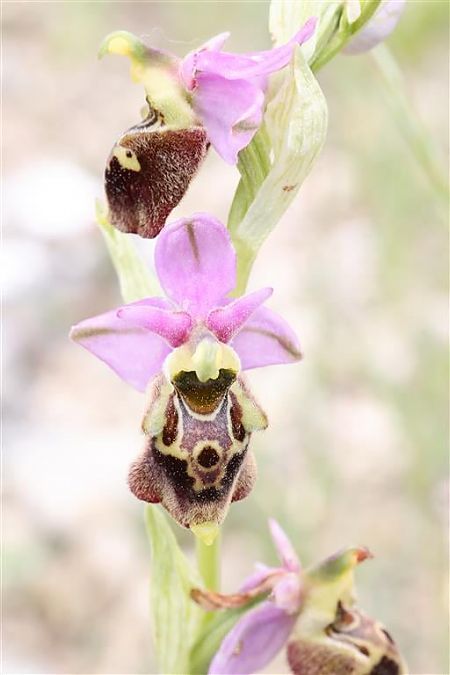 Ophrys fuciflora subsp. druentica  - Richard Fay