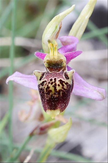 Ophrys fuciflora subsp. druentica  - Richard Fay