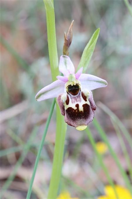 Ophrys fuciflora subsp. druentica  - Richard Fay