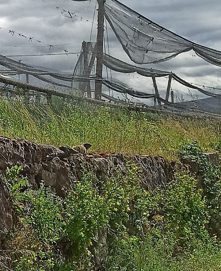 Marmota  - Andreu Canut i Font