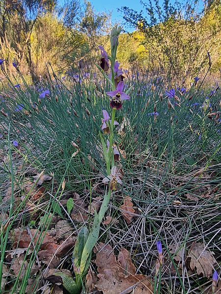 Ophrys fuciflora subsp. druentica  - Virgile Gazzaniga