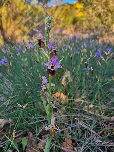 Ophrys fuciflora subsp. druentica  - Virgile Gazzaniga