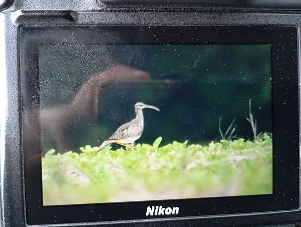 Regenbrachvogel  - Rafał Fudalej