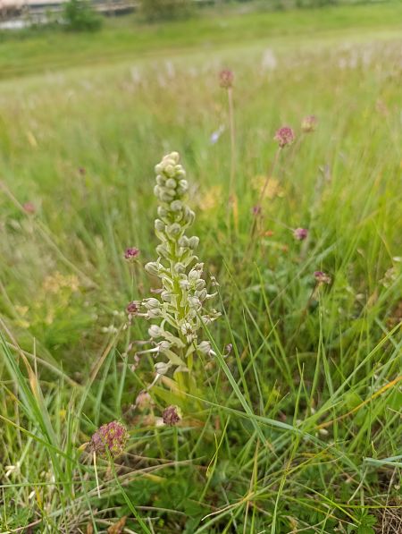 Himantoglossum hircinum  - Thomas Martineau