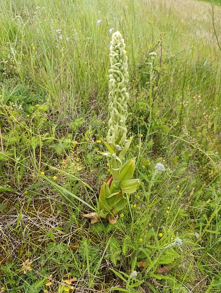 Himantoglossum hircinum  - Thomas Martineau