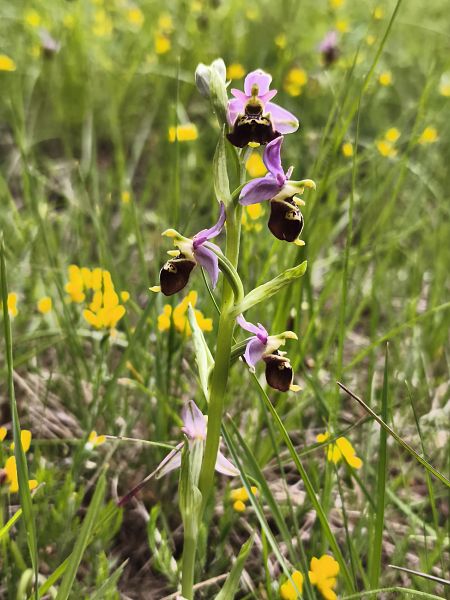 Ophrys fuciflora subsp. druentica  - Richard Fay