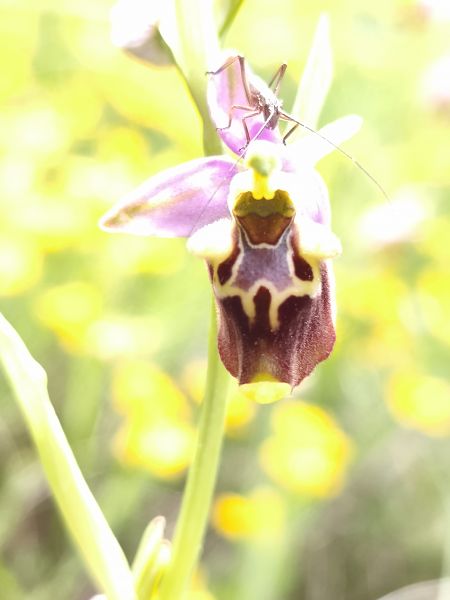 Ophrys fuciflora subsp. druentica  - Richard Fay