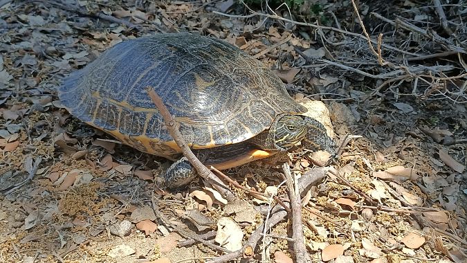 Tortuga d’aigua jeroglífic  - Marçal Carreras