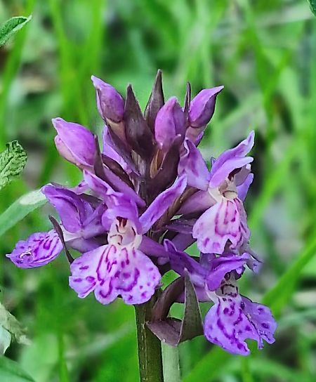 Dactylorhiza delphinensis  - Laurent Bignon