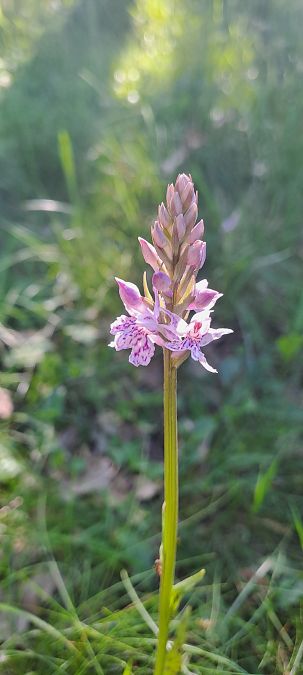 Dactylorhiza fuchsii  - Marc et M-Joëlle Silvestre