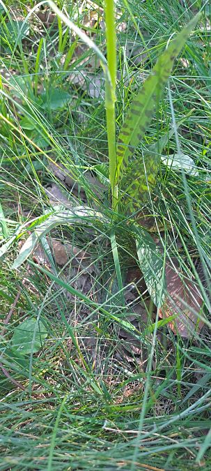 Dactylorhiza fuchsii  - Marc et M-Joëlle Silvestre