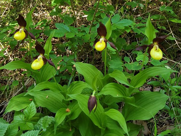 Cypripedium calceolus  - Thomas Lux