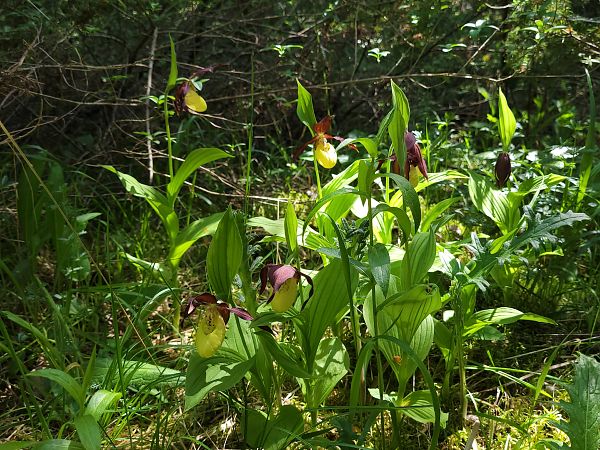 Cypripedium calceolus  - Thomas Lux