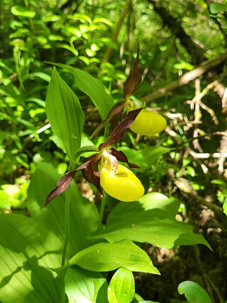 Cypripedium calceolus  - Thomas Lux