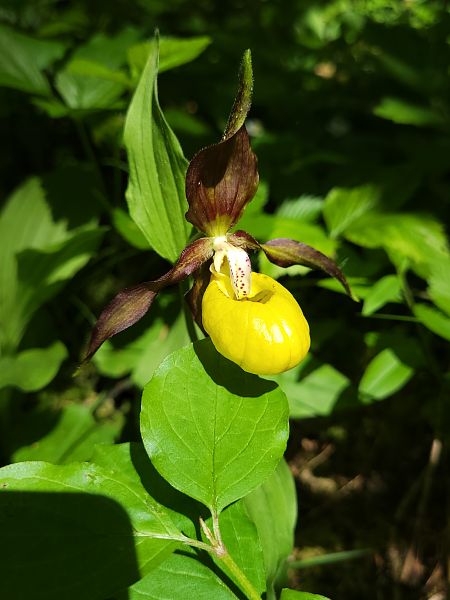 Cypripedium calceolus  - Thomas Lux