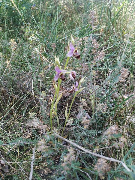 Ophrys querciphila  - Marcel Arumí