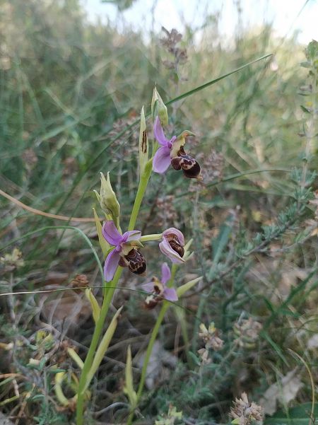 Ophrys querciphila  - Marcel Arumí