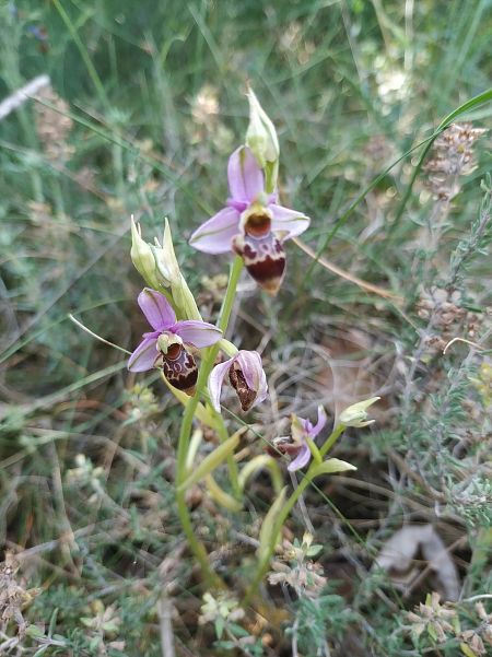 Ophrys querciphila  - Marcel Arumí