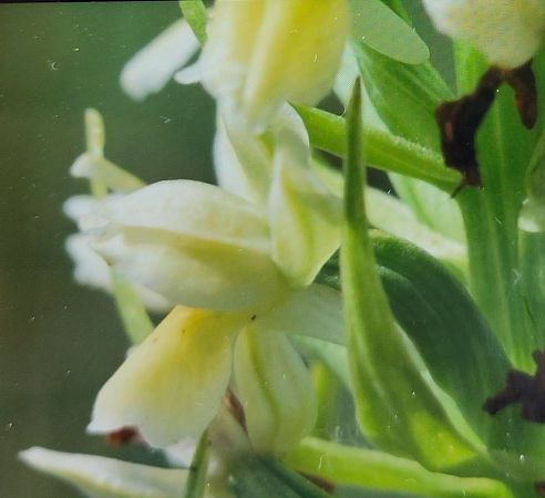 Dactylorhiza ochroleuca  - Laurence Gourdel