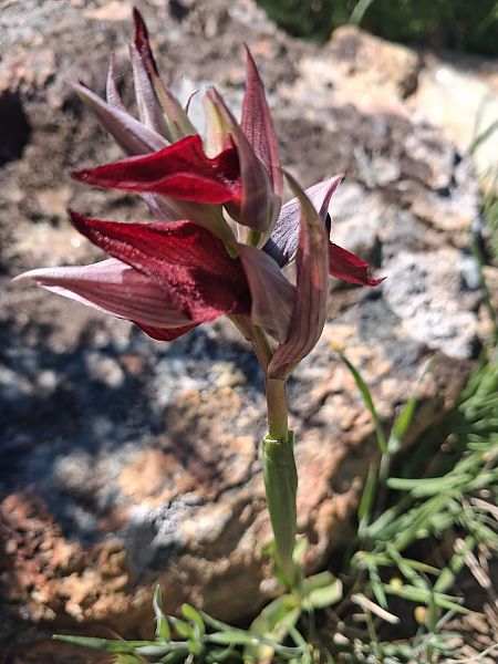 Serapias cordigera  - Carole Haerty