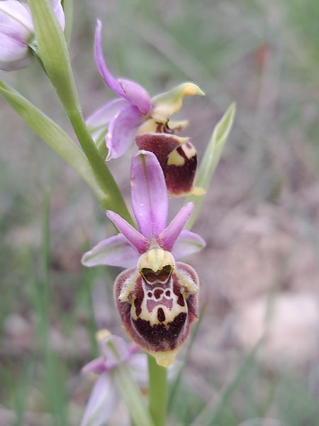 Ophrys fuciflora subsp. druentica  - Emmanuel Cosson