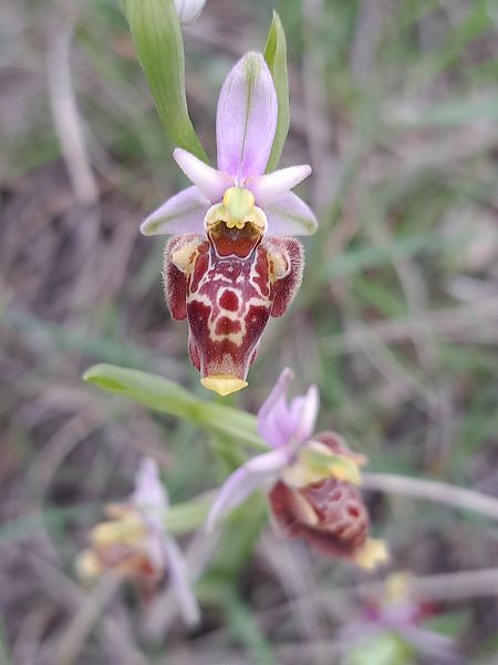 Ophrys fuciflora subsp. druentica  - Emmanuel Cosson