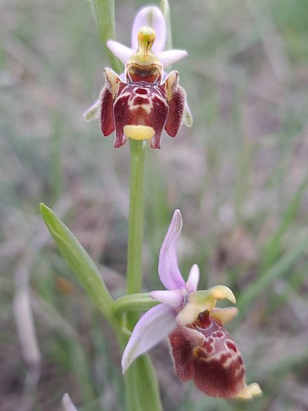 Ophrys fuciflora subsp. druentica  - Emmanuel Cosson