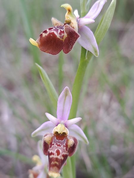 Ophrys fuciflora subsp. druentica  - Emmanuel Cosson