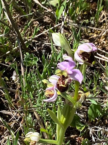 Ophrys splendida  - Alain Darmuzey