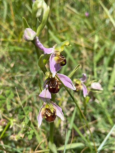 Ophrys apifera  - Erwan Leherisse
