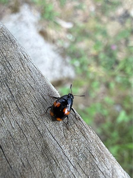 Scaphidium quadrimaculatum  - Camille Cherrier