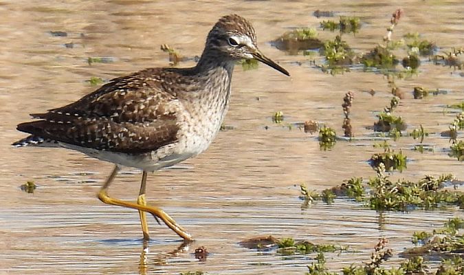 Wood Sandpiper  - Kacper Mikulski