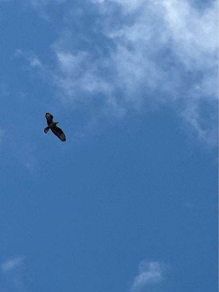 Falco pecchiaiolo  - Antonio Mazzone