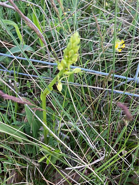 Platanthera sp.  - Florent de Gasperis