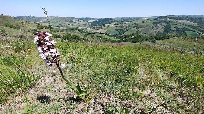 Orchis purpurea  - Marco Cortemiglia