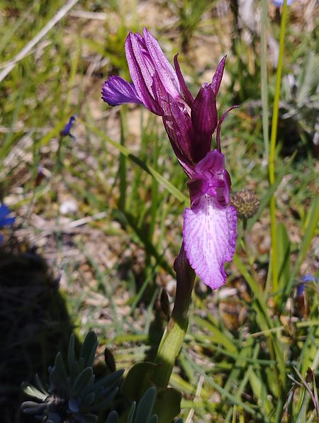 Anacamptis papilionacea var. expansa  - Gérard Joseph